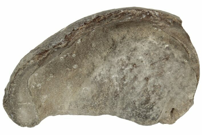 Fossil Whale Ear Bone - Miocene #177793